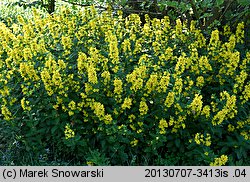 Lysimachia punctata (tojeść kropkowana)