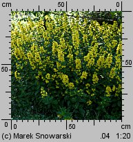 Lysimachia punctata (tojeść kropkowana)