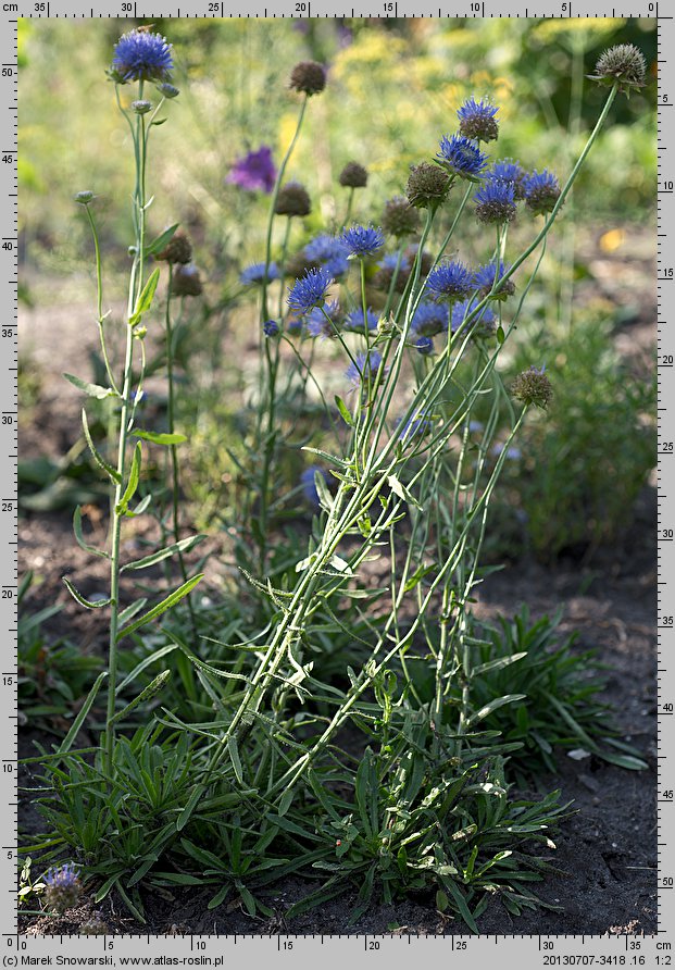 Jasione laevis (jasieniec trwały)