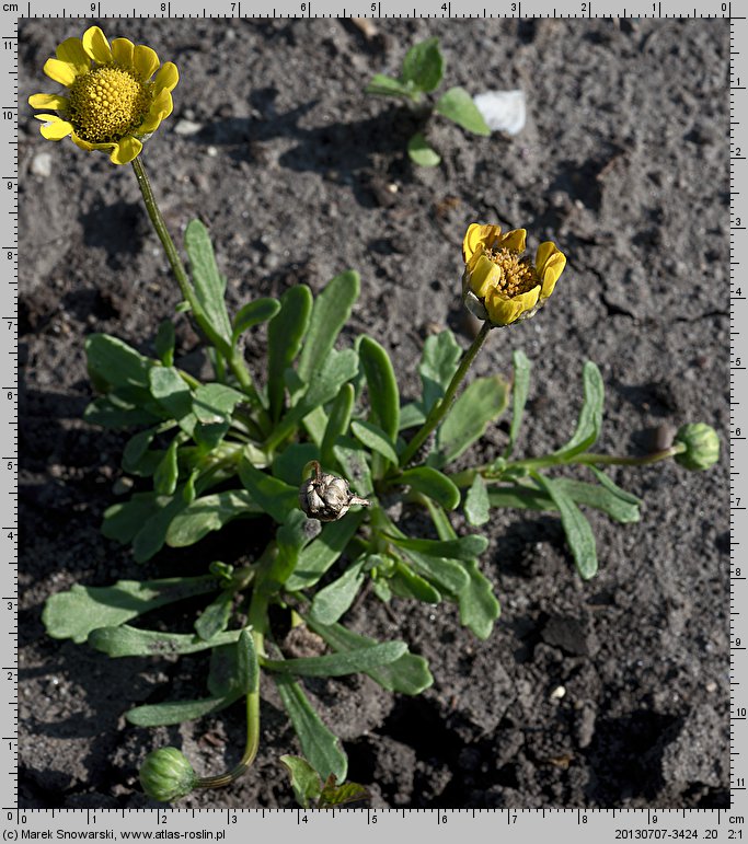 Coleostephus multicaulis (złotokwiat wielołodygowy)