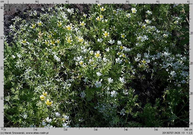 Limnanthes douglasii (limnantes Douglasa)