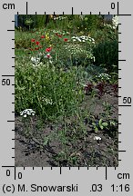 Ammi majus (aminek wielki)