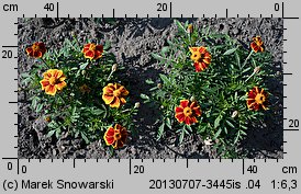 Tagetes patula Red Mariette