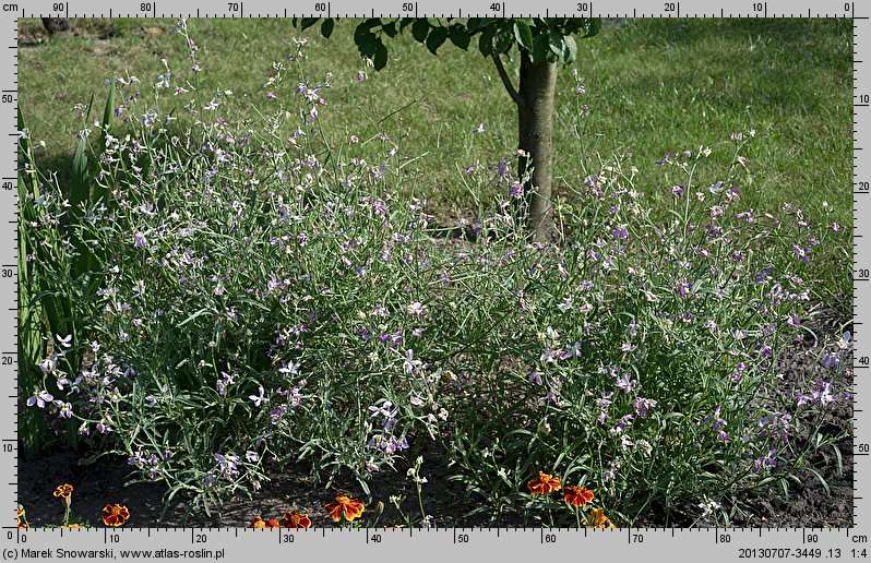 Matthiola longipetala ssp. bicornis (lewkonia długopłatkowa)