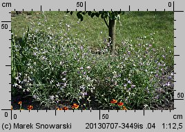 Matthiola longipetala ssp. bicornis (lewkonia długopłatkowa)