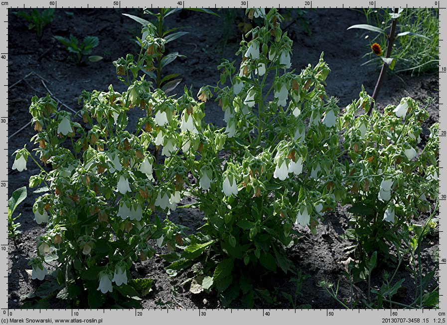 Campanula pendula (zrostka symfiandra)