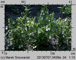 Campanula pendula (zrostka symfiandra)