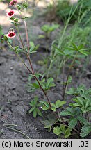 Potentilla nepalensis (pięciornik nepalski)