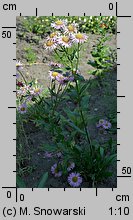 Erigeron speciosus (przymiotno okazałe)