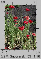 Papaver rhoeas (mak polny)