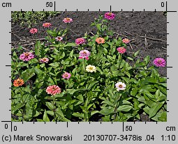 Zinnia elegans (cynia wytworna)