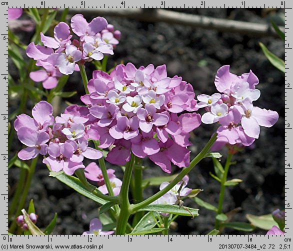 Iberis umbellata (ubiorek tarczkowy)