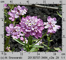 Iberis umbellata (ubiorek tarczkowy)