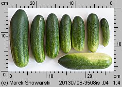 Cucumis sativus (ogórek siewny)