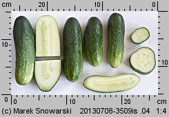 Cucumis sativus (ogórek siewny)