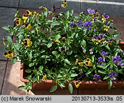 Viola ×williamsii (fiołek Williamsa)