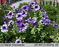 Petunia ×atkinsiana (petunia ogrodowa)