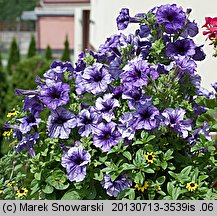 Petunia ×atkinsiana (petunia ogrodowa)