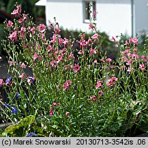 Diascia barberae