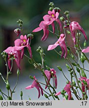 Diascia barberae