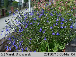 Lobelia erinus (lobelia przylądkowa)