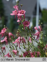 Diascia barberae