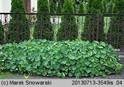 Tropaeolum majus (nasturcja większa)