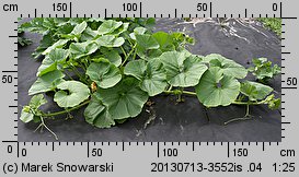 Cucurbita maxima Bambino