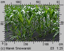 Zea mays ssp. saccharata (kukurydza zwyczajna cukrowa)