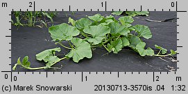 Cucurbita maxima (dynia olbrzymia)