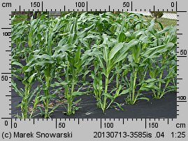 Zea mays ssp. saccharata (kukurydza zwyczajna cukrowa)