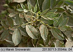 Vicia faba ssp. faba (bób)