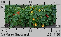 Tropaeolum majus (nasturcja większa)