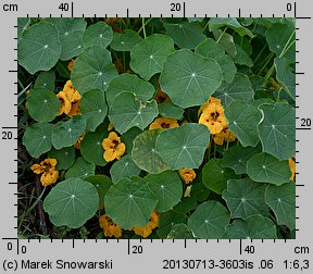 Tropaeolum majus (nasturcja większa)