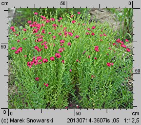 Linum grandiflorum (len wielkokwiatowy)