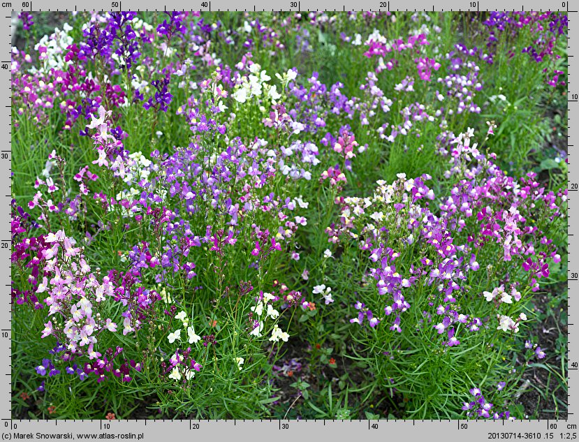 Linaria maroccana (lnica marokańska)