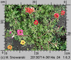 Portulaca grandiflora (portulaka wielkokwiatowa)