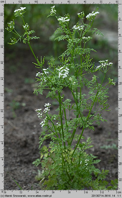 Anthriscus cerefolium (trybula ogrodowa)