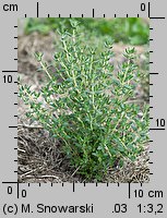 Thymus vulgaris (macierzanka tymianek)