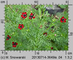 Adonis annua (miłek jesienny)