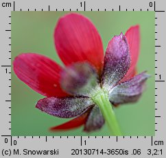 Adonis annua (miłek jesienny)