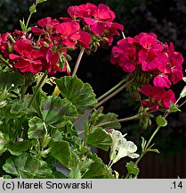 Pelargonium zonale hort. (pelargonia pasiasta)