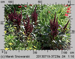 Amaranthus cruentus (szarłat wyniosły)