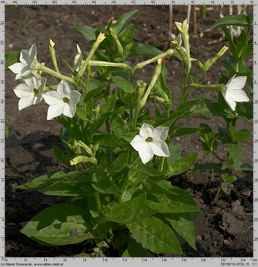 Nicotiana ×sanderae (tytoń Sandera)