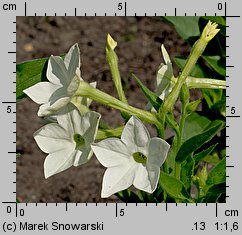 Nicotiana ×sanderae (tytoń Sandera)