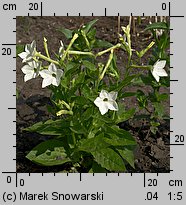 Nicotiana ×sanderae (tytoń Sandera)