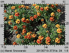 Tagetes patula Red Mariette