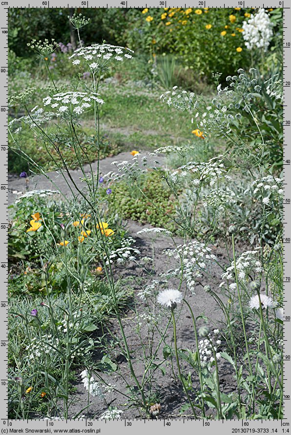 Ammi majus (aminek wielki)