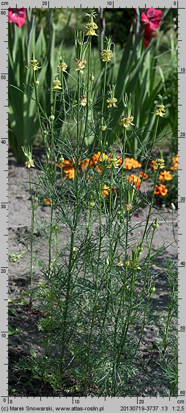 Nigella orientalis (czarnuszka wschodnia)