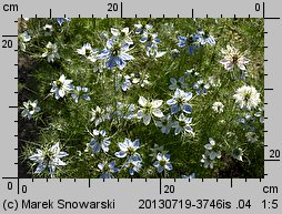 Nigella damascena (czarnuszka damasceńska)